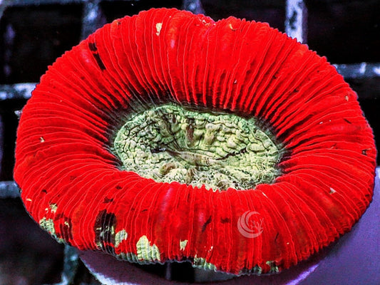 Red Australian Trachyphyllia
