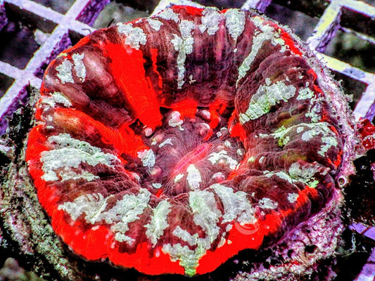 War Paint Australian Scolymia