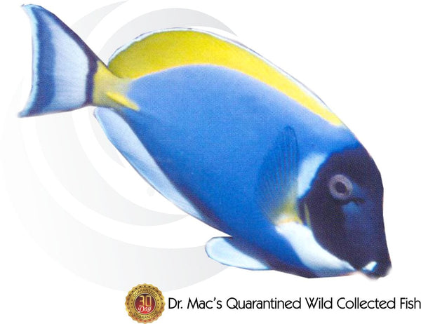 Saltwater Wild Collected Fish - Pacific East Aquaculture