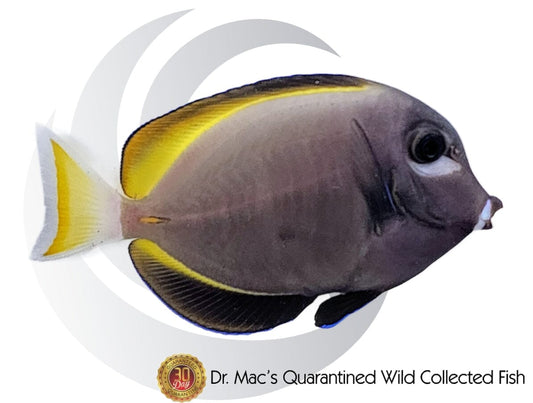 Gold Rim White Cheek Tang (Acanthurus nigricans) saltwater aquarium fish with dark body, white cheek patch, yellow dorsal edge, and vibrant reef-safe coloration