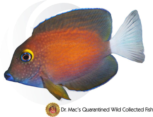 White Tail Tang (Ctenochaetus flavicauda) saltwater aquarium fish with dark purple-black body, bright white tail, yellow eye ring, and active reef-safe grazing behavior