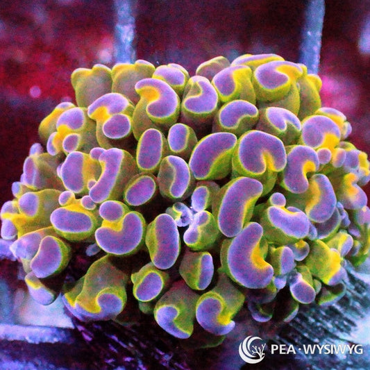 WYSIWYG Branching Hammer - Multicolor