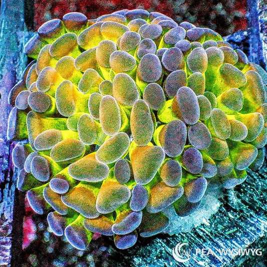 Ultra WYSIWYG Branching Hammer - Multicolor