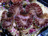 Jumbo Cultured Mint Chip Squamosa Clam