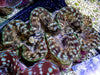 Jumbo Cultured Green Spotted Squamosa