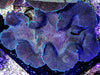 Jumbo Cultured Blue-Purple Squamosa