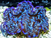 Blue Cultured Ultra Squamosa Clam