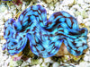 Blue Cultured Ultra Squamosa Clam