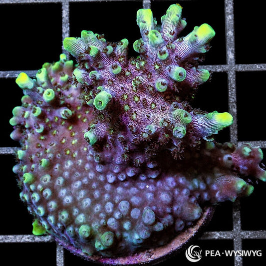 Blue purple staghorn Acropora SPS coral WYSIWYG frag with branching growth