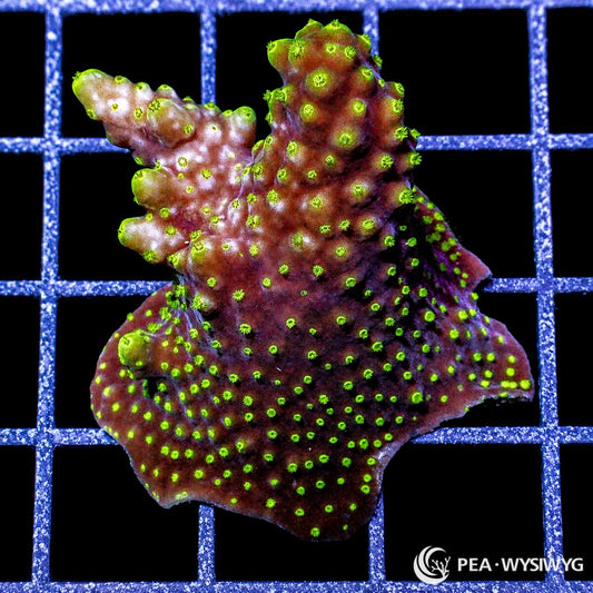 Electric Polyp Chocolate Acropora SPS coral WYSIWYG frag with green polyps