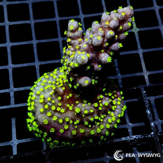 Neon Polyp Acropora SPS coral WYSIWYG frag with bright yellow green polyps