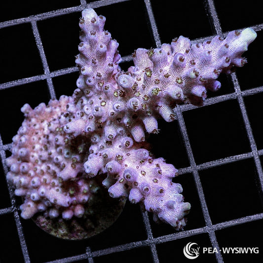 Purple staghorn Acropora SPS coral WYSIWYG frag with green polyps