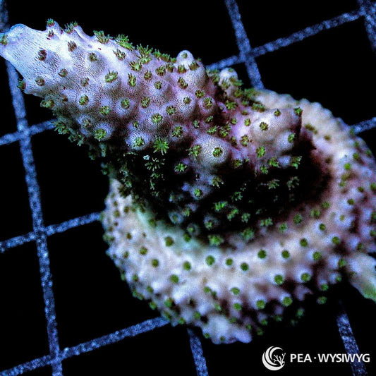 Purple Acropora SPS coral WYSIWYG frag with green polyps and branching growth
