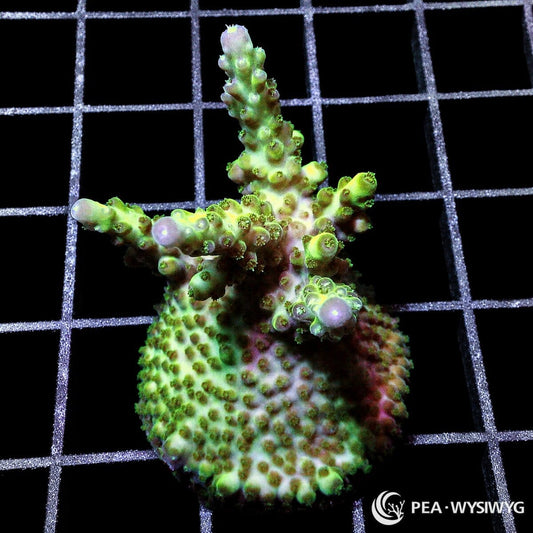 Violet Tip Green Acropora SPS coral WYSIWYG frag with green body and violet tips