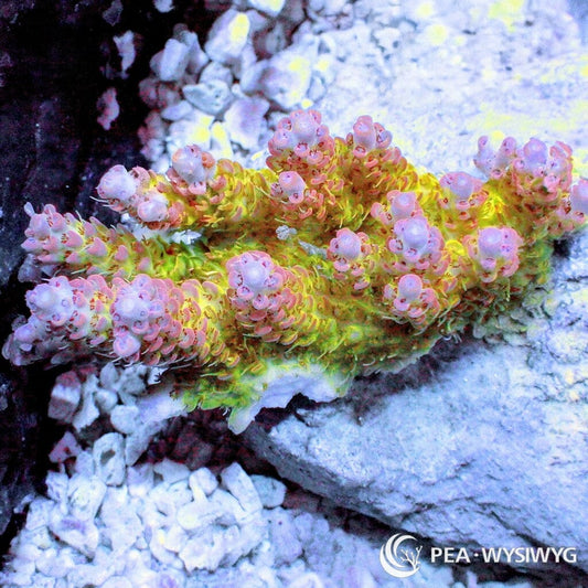 Australian Acropora Pink-Tip Yellow Table "Chunky" (WYSIWYG)