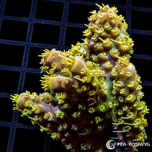 WYSIWYG Hairy Green Australian Acropora coral with yellow-green polyps and branching SPS structure