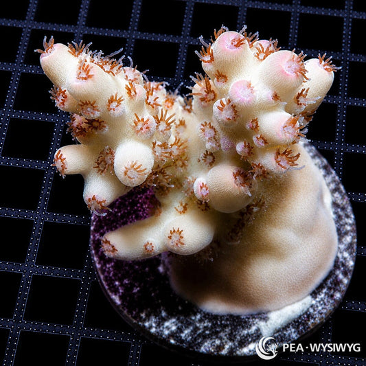 WYSIWYG Pink Polyp Australian Acropora coral with pale cream branches, soft pink coralites, and extended polyps on frag plug