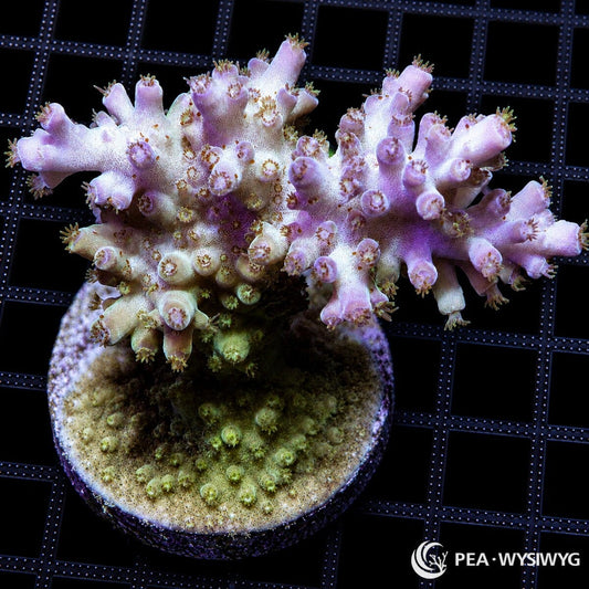 WYSIWYG Purple Green Base Australian Acropora coral with lavender tips, yellow-green centers, and branching growth