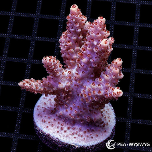 WYSIWYG Reddish Table Australian Acropora coral with pink-red tabling branches and red polyps on frag plug