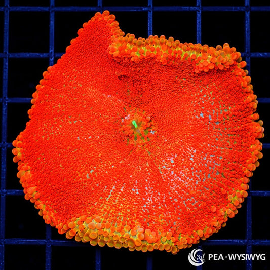 Blazing Blood Orange Ricordea Yuma Ricordea yuma WYSIWYG coral with intense fiery orange vesicles and a small fluorescent green mouth