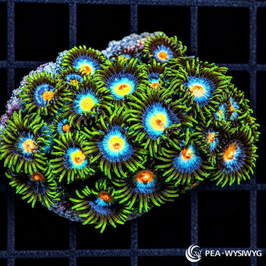 Blue Daisies Zoanthids Zoanthus sp. WYSIWYG coral with electric-blue centers, yellow-orange mouths, and fluorescent green skirts