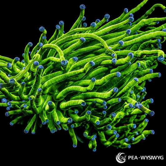 WYSIWYG Blue Tip Torch Euphyllia coral with bright green tentacles and blue rounded tips