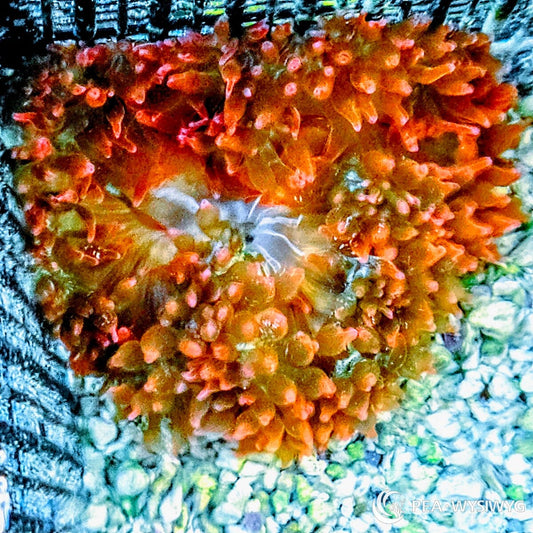 Rainbow Bubble Tip Anemone with vibrant multicolor orange green and red coloration.