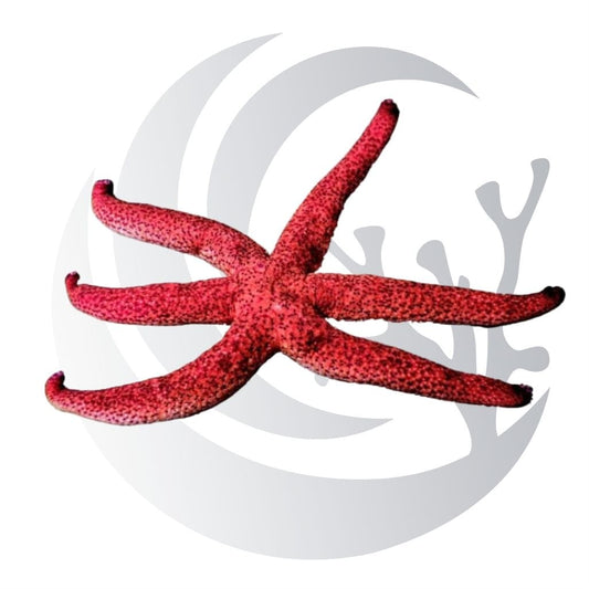 Burgundy Starfish (Echinaster luzonicus), detritus and biofilm grazer, medium saltwater aquarium invert
