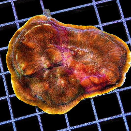 Burnt orange Creme Brulee Leptoseris coral Leptoseris sp. WYSIWYG SPS coral with orange rim