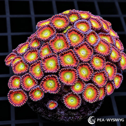 Candy Apple Zoanthids Zoanthus sp. WYSIWYG colony with yellow-green centers, orange-red faces, and purple-pink skirts