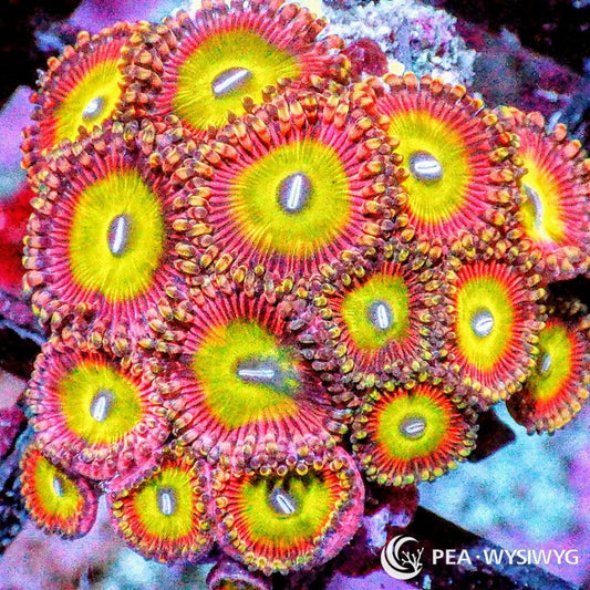 Candy Apple Zoanthids WYSIWYG aquacultured coral from Pacific East Aquaculture