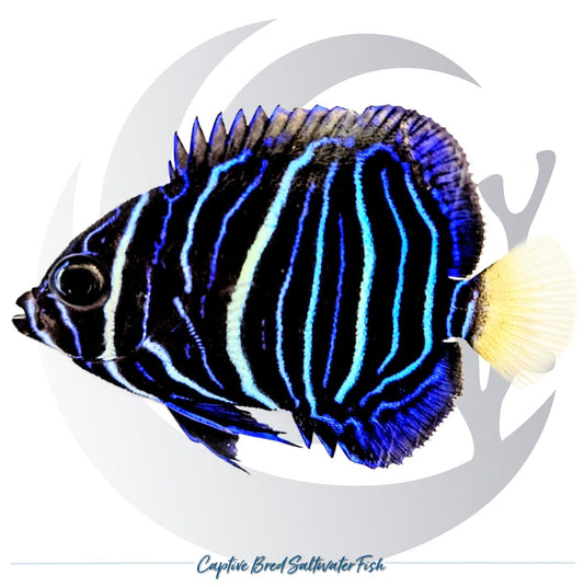 Captive-bred juvenile Yellowbar Maculosus Angelfish Pomacanthus maculosus with blue and white vertical stripes