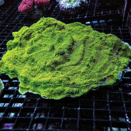 Centerpiece Green Plating Montipora Montipora capricornis SPS coral colony