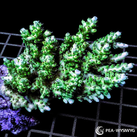 Chunky Emerald Acropora SPS coral WYSIWYG frag with green branching growth