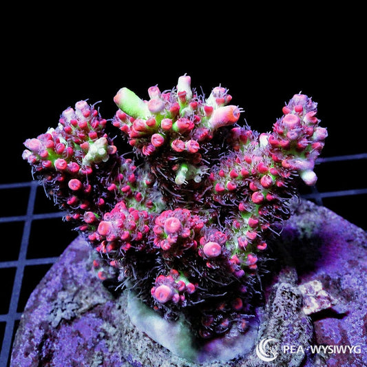 Chunky Hot Pink Shortcake Acropora SPS coral WYSIWYG frag with pink and green coloration