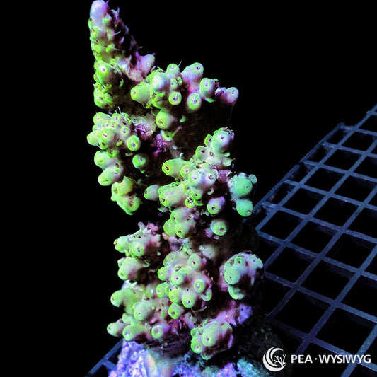 Chunky Lime Highlights Acropora SPS coral WYSIWYG frag with lime green highlights