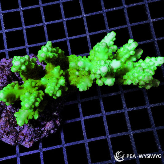 Chunky Neon Green Acropora SPS coral WYSIWYG frag with bright green branching growth