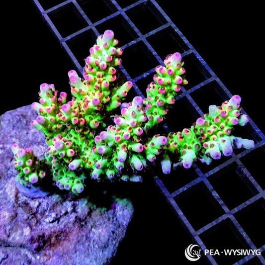 Chunky Neon Strawberry Shortcake Acropora SPS coral WYSIWYG frag with pink and green branches