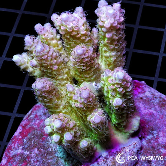 Chunky Pink Tip Table Acropora SPS coral WYSIWYG frag with pink tips and green base