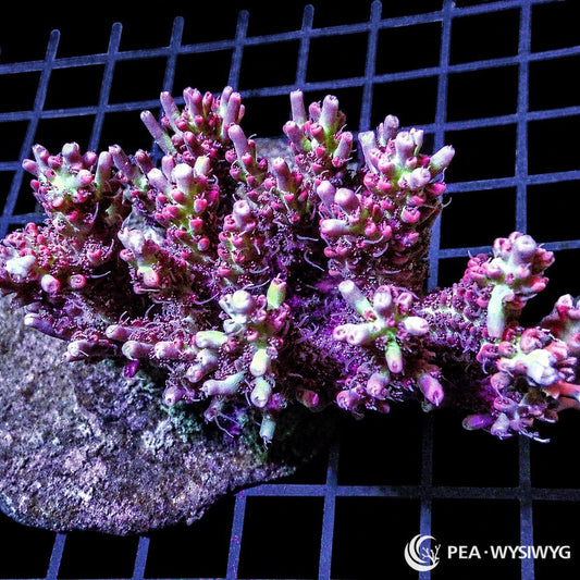 Chunky Red Devil Acropora SPS coral WYSIWYG frag with red branching growth