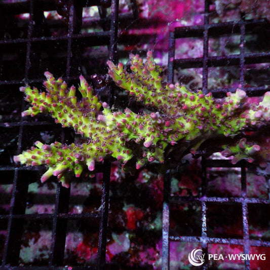 Chunky Red Polyp Christmas Tree Acropora Acropora sp. WYSIWYG coral frag with green yellow branching growth, red pink polyps, and chunky branch structure