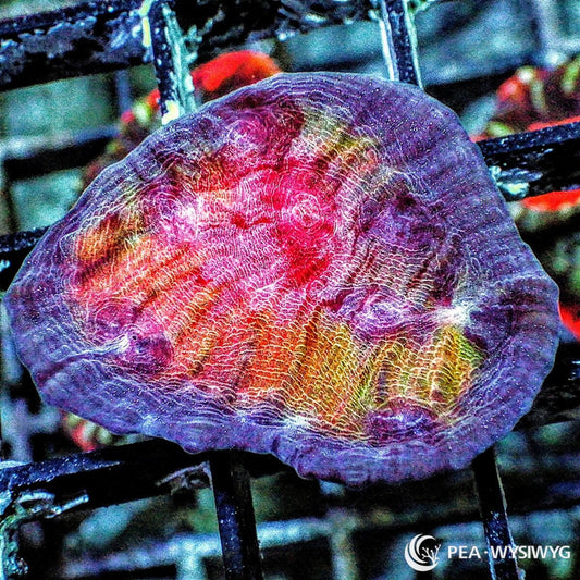 Class Clown Chalice WYSIWYG LPS coral frag with purple rim, pink center, and orange-gold highlights