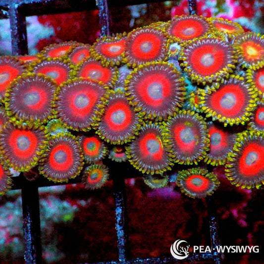 Clown Nose Zoanthids WYSIWYG aquacultured coral from Pacific East Aquaculture