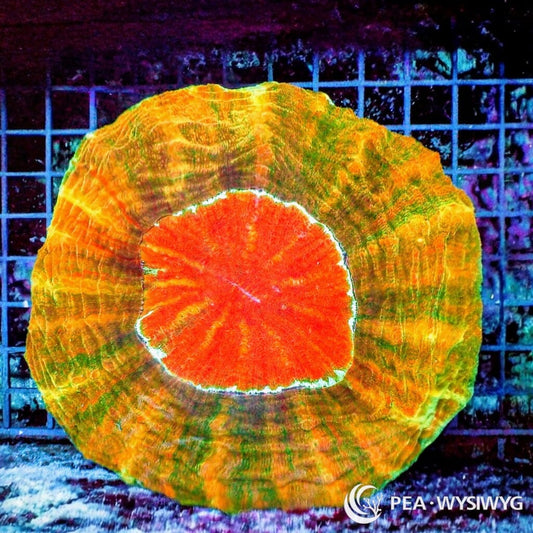 Rainbow Orange Red Acanthophyllia aquacultured LPS coral with orange, red, green, and rainbow coloration
