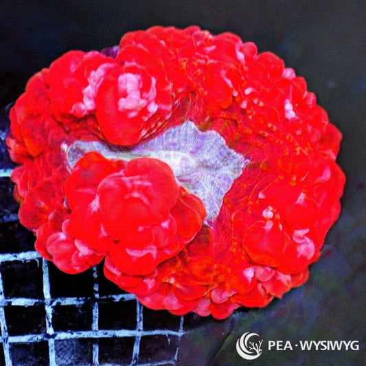 Coral Colony - Cynarina - Red, Purple Mouth WYSIWYG