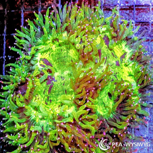 Coral Colony - Acanthophyllia - Orange (WYSIWYG)
