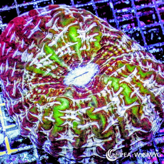 Coral Colony - Indophyllia - Purple Green Striped Striped (WYSIWYG)
