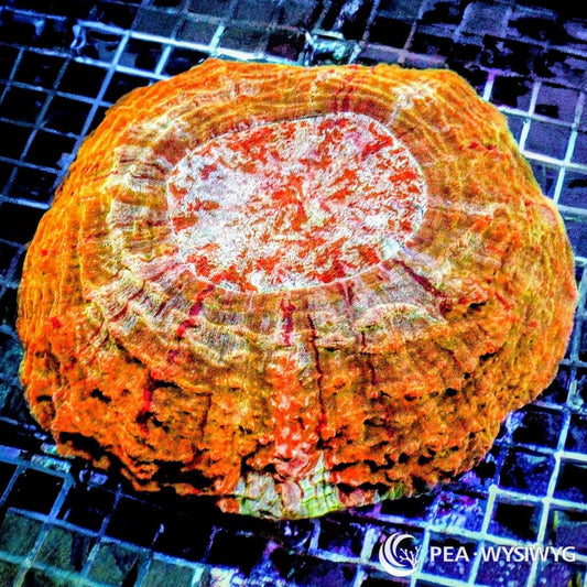 Coral Colony - Australomussa - Orange WYSIWYG