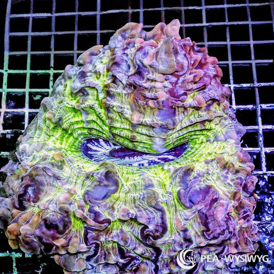 Violet Lime Indophyllia aquacultured LPS coral with violet, lime green, and multicolor patterns
