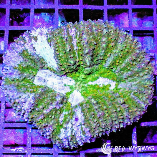 Green Striped Lobophyllia aquacultured LPS coral with bright green striping and fleshy growth